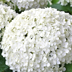 白い紫陽花「アナベル」の色の変化は他の紫陽花とは理由が異なる！しかも他にも違いがあるようで・・？