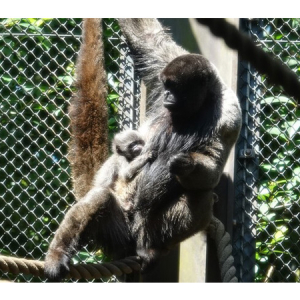 【神奈川県横浜市】よこはま動物園ズーラシアで誕生したウーリーモンキーの愛称決定！マレーバクの来園も