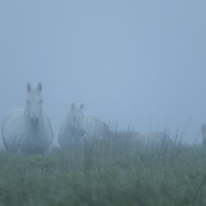 馬だけが暮らす現代のロスト・ワールド。木村伊兵衛賞写真家・岡田 敦による“ユルリ島をめぐる冒険”の記録『エピタフ　 幻の島、ユルリの光跡』