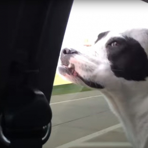 ドライブ中に窓から顔を出して風を受ける愛犬。なんだかスゴい顔になっちゃった！！