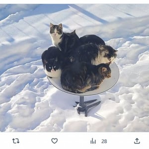 人工衛星ネット接続サービス・スターリンクのアンテナに猫が集まる→ バズる→ 公式が採用(笑)