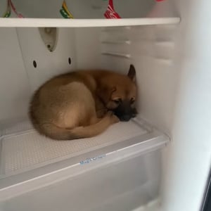 暑がりやさんなのかな？冷蔵庫に入り込んだ子犬は絶対に外に出たくないようで・・、唸り声もあげています