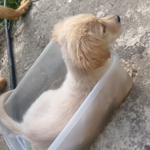 水遊びをする子犬。この子は大きなプールよりも体にフィットする容器の方が好きみたい！！【アメリカ・動画】