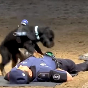 倒れている人間に心肺蘇生を実践する警察犬…デモンストレーション映像が話題に！