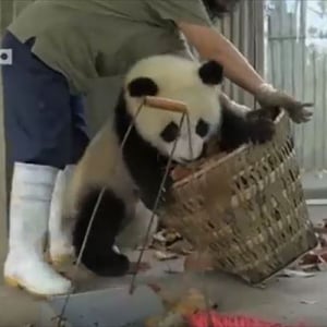 掃除をしようとする飼育員の邪魔をする子パンダたちがやんちゃすぎる！パンダってなんでこんなにかわいいのだろ