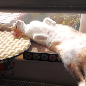 最高のお昼寝スポットを見つけた猫。窓辺の日向でヘソ天になって気持ちよさそうに寝ています