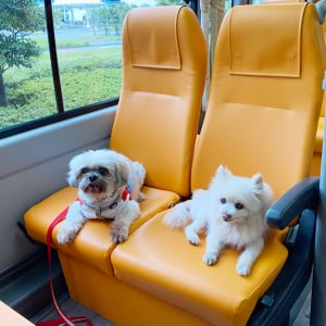 無料で犬と一緒に東京めぐり！　日本初の愛犬専用バス「TOKYO DOG TRANSPORT」に乗ってきた