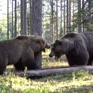 迫力がスゴイ！！フィンランドで撮影された巨大なヒグマ同士のガチな喧嘩が怖すぎる！