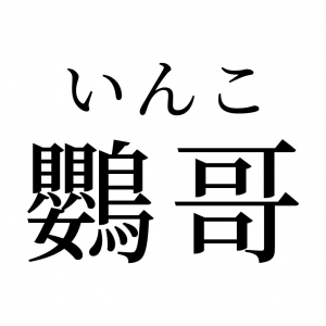 【読めたらスゴイ！】「鸚哥」って何のこと！？みんな知っている、あの生き物だった！この漢字、あなたは読めますか？