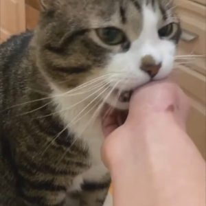猫は飼い主さんの手をはむっとしたい？「ダメ！」と注意されるたびに反省したような顔を見せますが・・【海外・動画】