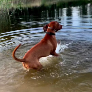 泳ぐ前のウォーミングアップに余念がない犬。前足でバシャバシャと水を掻いて体をしっかり準備！！【海外・動画】