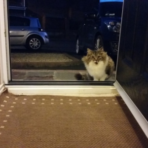 「お家に入れて欲しい…」しばらくして判明した野良猫がどうしても家に入りたがる理由が明らかに