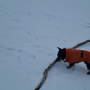 雪原で大きな木の枝を見つけた犬。気に入ったので持ち帰ろうとしますが・・、大きすぎるし足元は不安定だしで運ぶのが大変そう！！