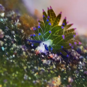 なんだか植物をしょっているみたい！海中で見つけたのはウミウシです！！【海外・動画】