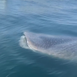 船よりも大きい？フロリダ沖で巨大なジンベイザメを発見！！【アメリカ・動画】