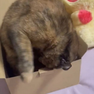 隠れられてると思ってるのか？ 自分より小さい箱に隠れたつもりになっている愛猫が可愛すぎる！