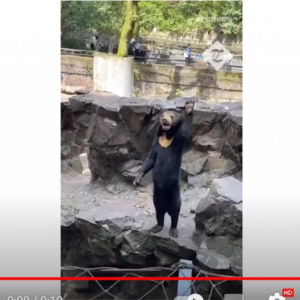 中国の動物園「本物のマレーグマです」→視聴者「クマが手を振るか？」→中国大使館「本物かどうか自分で判断して」