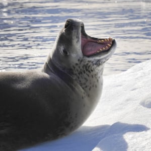 南極海最強！「ヒョウアザラシ」はアザラシだけど・・、強くて怖い！！