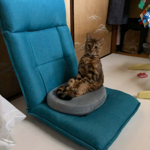 座椅子に斜め上の座り方をしていた猫。その姿に「慣れている感がすごい」「姿勢がよすぎる」と大評判！！