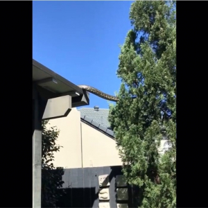 住宅の屋根から木へと移動する巨大ヘビが話題 「デカっ」「アマゾンじゃなくてオーストラリアなの？」