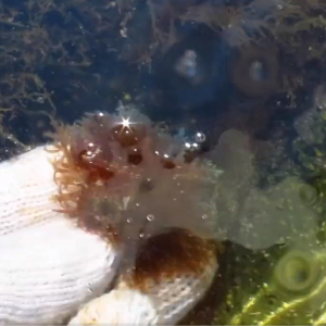 太陽光で青く輝く海藻！？凄く美しく生命の神秘を感じる海藻の動画が不思議！！