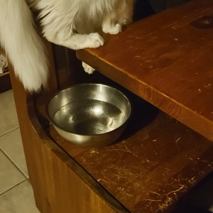 椅子に置かれた水を飲む猫。だけどその体勢は・・飲みにくくない？？