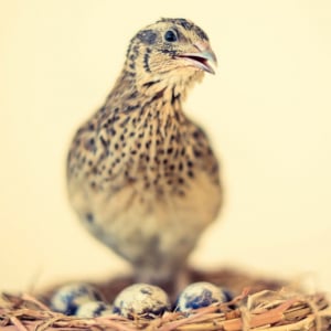 卵が食用にされる家禽の「ウズラ」。その寿命はどのくらい？飼育されるようになったのは日本発！？