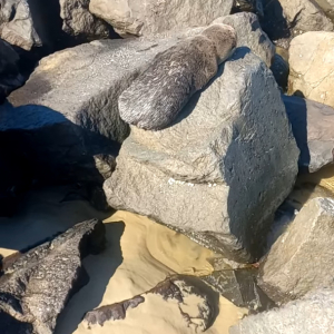 ビーチの岩場で日向ぼっこ中のアザラシ。つぶらな瞳で上目遣いしてくる姿がかわいすぎる！！【海外・動画】