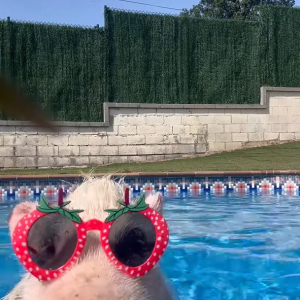 プールを満喫するブタ。かわいいサングラスをかけて上手に泳いでいます！！【海外・動画】