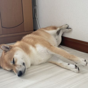 柴犬の寝相に多くの人がメロメロ　その名も「足可愛い寝」