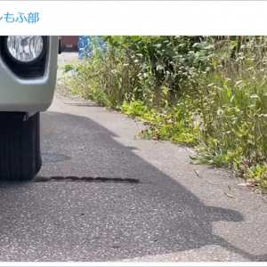 これはすごい！ NHKが偶然「謎の生物行動キャラバン」の撮影に成功