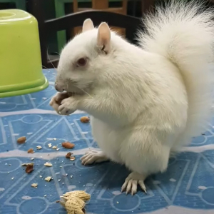 ピーナッツを食べるのに夢中なアルビノのリス。食事しながらブラッシングもしてもらって幸せそう！！【海外・動画】