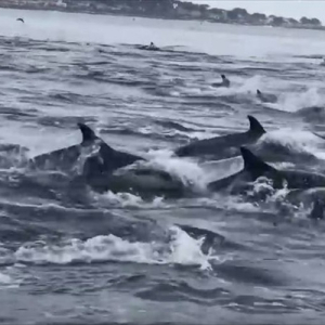 【動画】1000頭を超えるイルカの大群が、ジャンプを繰り返しながら泳ぐ光景が圧巻！