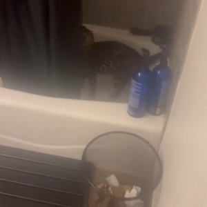 お風呂が大好きな猫！シャワーをたっぷり浴びてもまだ足りないみたいで外に出ようとしません！【アメリカ・動画】