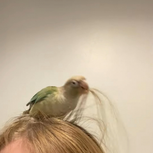 インコはヘアアレンジがしたい？飼い主さんの頭に乗って髪の毛をついばみます！！【海外・動画】