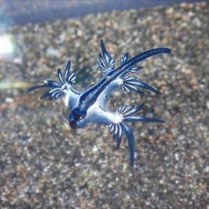 海岸で見つけた『アオミノウミウシ』が美しい！ペットボトルの蓋に収まるくらい小さなドラゴンのよう
