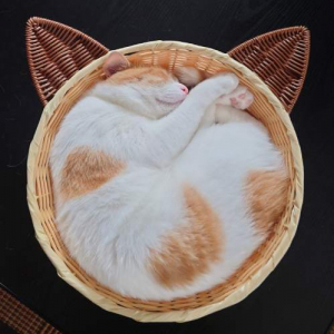 「こんがり焼けましたニャ」　カゴの中で眠る猫ちゃんの姿がまるで焼きタルト