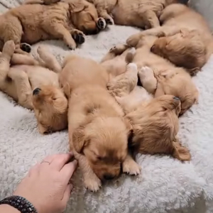 輪になってお昼寝するゴールデンレトリバーの子犬たち。みんなで寄り添いながら寝る姿がかわいすぎる！！【アメリカ・動画】