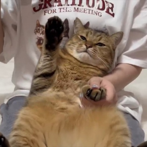 爪切りが嫌すぎて、自ら挙手して妨害してくる愛猫が可愛すぎる！「歯医者で痛かったら手を挙げてくださいのくだり」