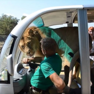 【動画】サファリパークでライオンが車の中に突入！乗客達はどうなった！？