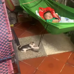 子猫が子守をしている！？赤ちゃんが寝るハンモックをゆらゆら揺らしています！！【海外・動画】