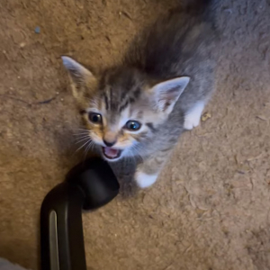 飼い主さんの膝の上に行きたい子猫。起き上がっても、ちっちゃすぎてジャンプはまだ上手にできなくて・・【アメリカ・動画】