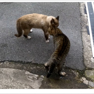 ネコとネコがケンカするだけの動画が300万再生突破 / とても奥が深い猫の闘い→ 高評価