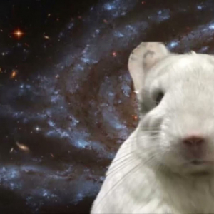 動物が「宇宙のすべてを理解した瞬間」のYouTube動画が2000万再生！ 猫やモルモットが真理を知る