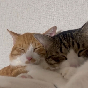 スヤスヤと気持ちよさそうな寝顔をした2匹の猫。お互いの腕枕で眠る姿が尊い！！