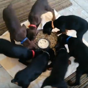 【動画】なぜ！？ 7匹のドーベルマンの子犬が回転しながらご飯を食べる!