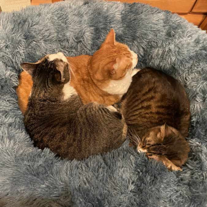 「猫団子のシーズンが開幕」ベッドで身を寄せ合うかわいい猫たち！！