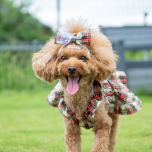 鼻をピーピー鳴らしたら「落ち着かない」のサイン　しぐさからわかる犬の気持ち