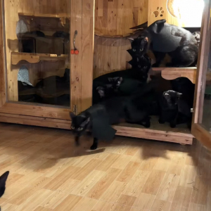 コウモリの仮装をする黒猫たち。飼い主さんの手作り衣装がみんな似合っていてかわいい！！