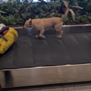 空港の手荷物ターンテーブルに犬の姿が！？この子は遊んでいるのではなく・・、この子にしかできないお仕事中です！！【海外・動画】